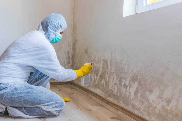 Licensed Basement Mold Removal service in Thompsonville, MI - WQB Mold Removal