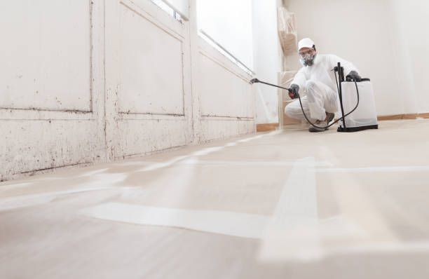 24/7 Emergency Basement Mold Removal experts in Thompsonville, MI
