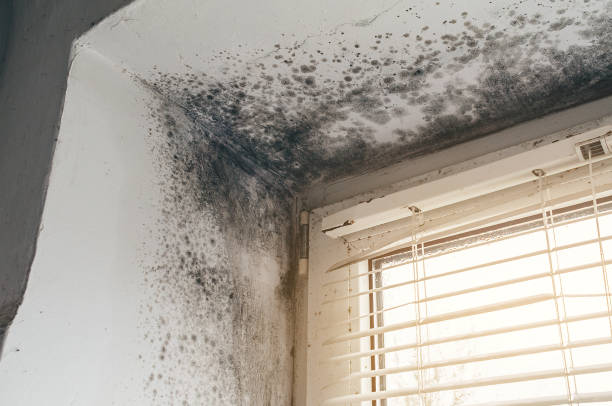 Affordable Basement Mold Removal solutions in Thompsonville, MI