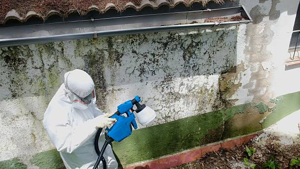 Top rated local Basement Mold Removal specialists in Thompsonville, MI